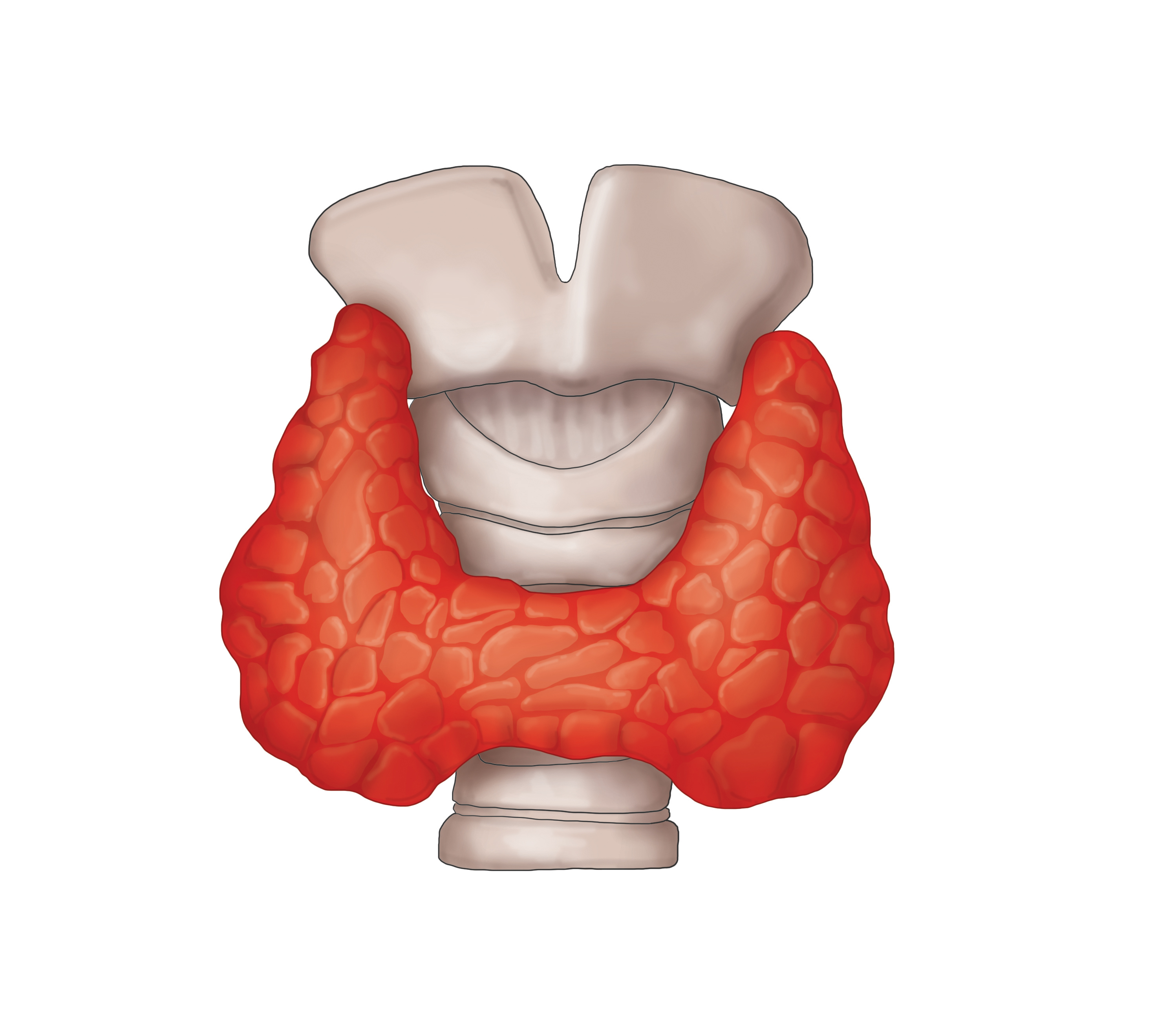 갑상선 일러스트 이미지